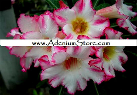 Adenium Obesum \'Happy Bunny\' 5 Seeds